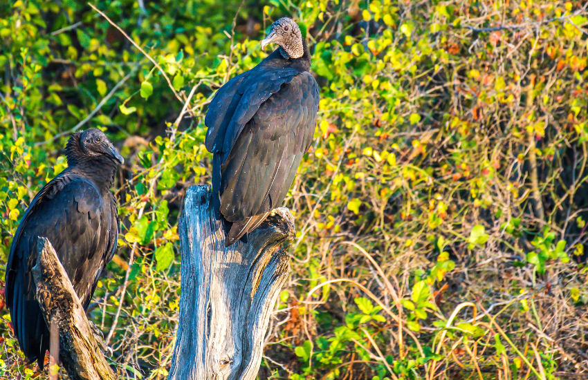 2 black vultures sat on tree stumps againt green foliage